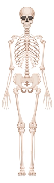 Vecteur structure osseuse humaine anatomie du squelette vue de devant