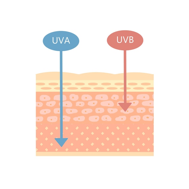 Vecteur la structure de la peau. comment fonctionnent les uva et uvb. sur un fond blanc.