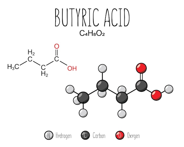 Vecteur structure squelettique de l'acide butyrique et représentation du modèle plat isolée sur un fond blanc vectoriel modifiable