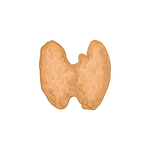 Structure De La Thyroïde Glande Endocrine Dans Le Cou Organe Interne Humain Concept De Biologie Et De Physiologie élément De Conception Pour Le Livre D'anatomie Icône Vectorielle Plate Détaillée