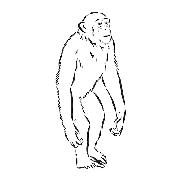 Vecteur style de croquis dessinés à la main jeune chimpanzé vector illustration chimpanzé singe vecteur croquis