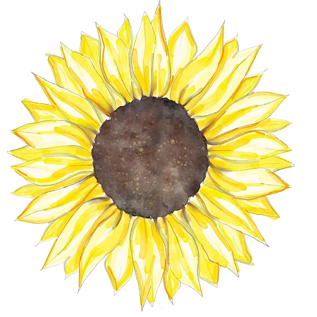 Vecteur sublimation clipart tournesol aquarelle