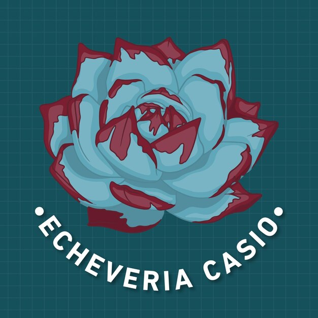 Vecteur succulente echeveria casio