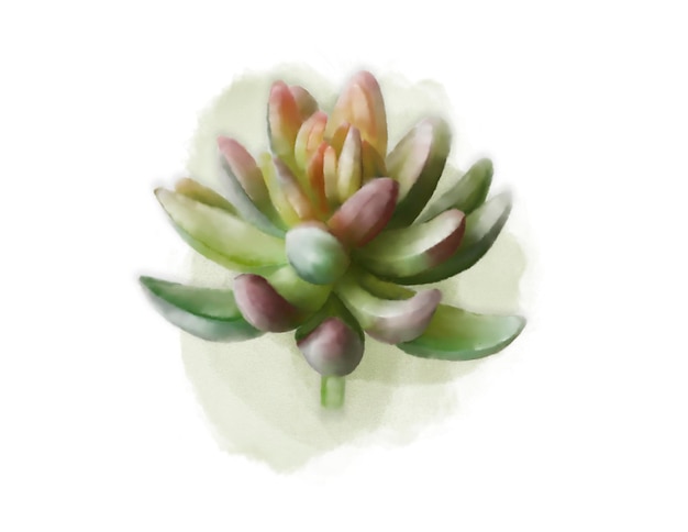 Succulente verte