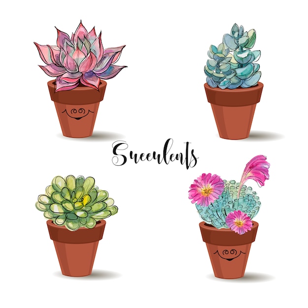 Vecteur succulentes en pots d'argile