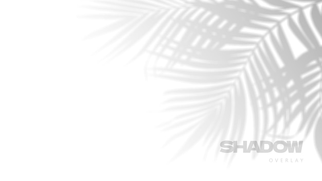 Superposition d'ombre de feuilles tropicales de palmier sur fond blanc