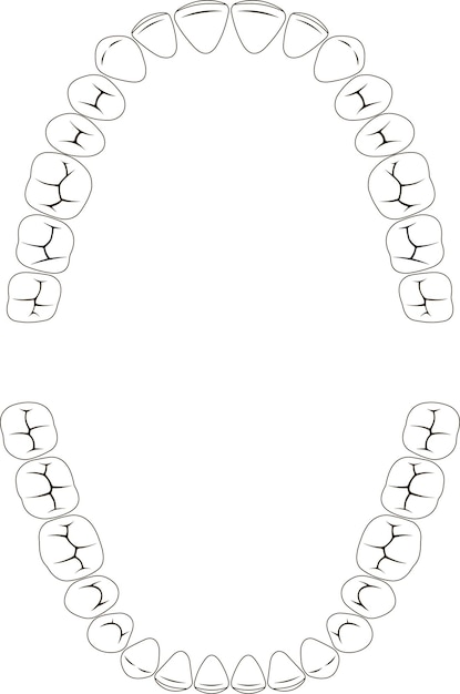 Vecteur surface de mastication dents humaines mâchoire inférieure supérieure dent clinique dentaire