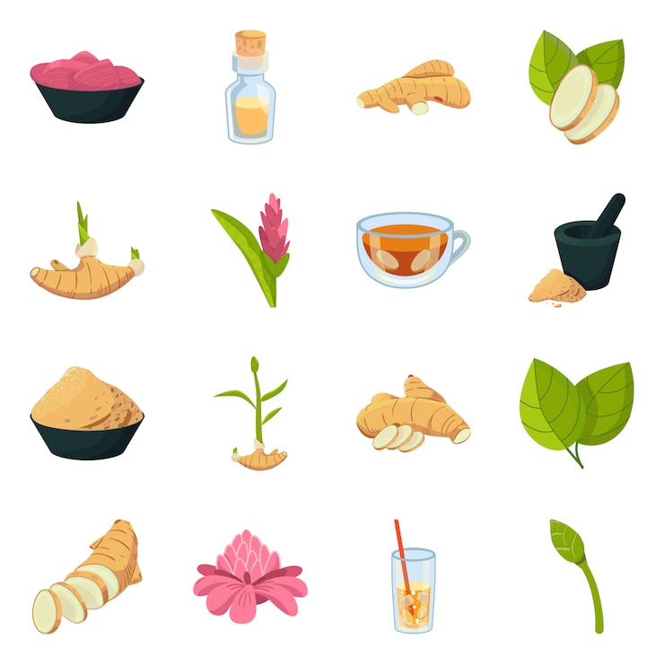 Vecteur symbole bio et alimentaire objet isolé. set bio et naturel