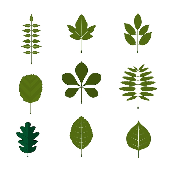 Vecteur symbole de la feuille et jeu d&#39;icônes. feuille de fond blanc