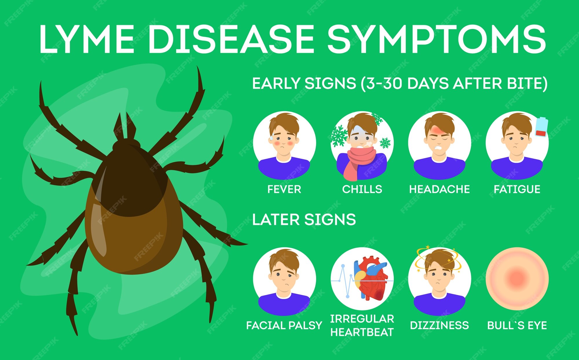 Symptômes De La Maladie De Lyme. Danger Pour La Santé Des Tiques