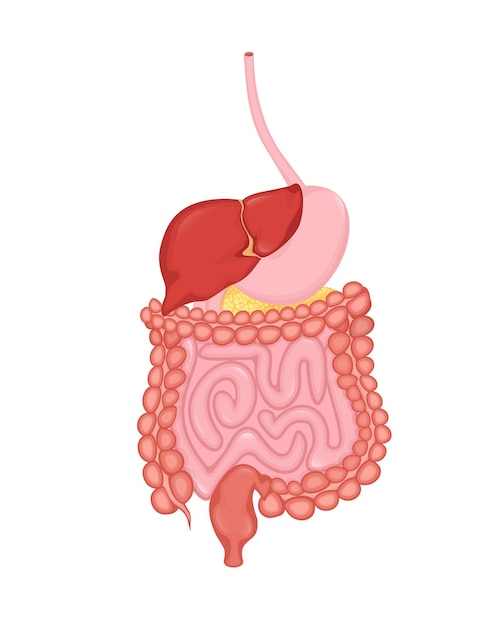 Système digestif de dessin animé pour la conception médicale Illustration vectorielle plane Illustration vectorielle isolée