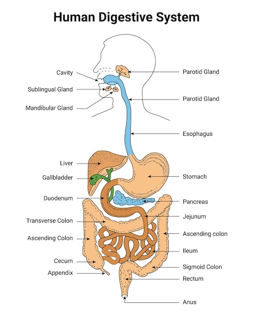 Système Digestif Humain Cavité De L'estomac Pancreas Cecum Appendix Anus Foie Cecum Illustration