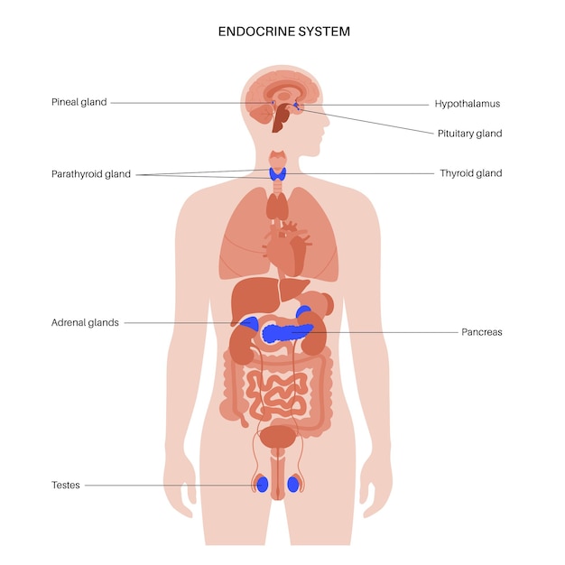 Vecteur système endocrinien humain