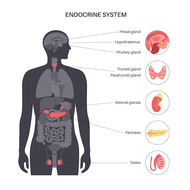 Vecteur système endocrinien humain