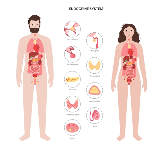 Système endocrinien humain