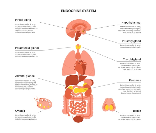 Système Endocrinien Humain