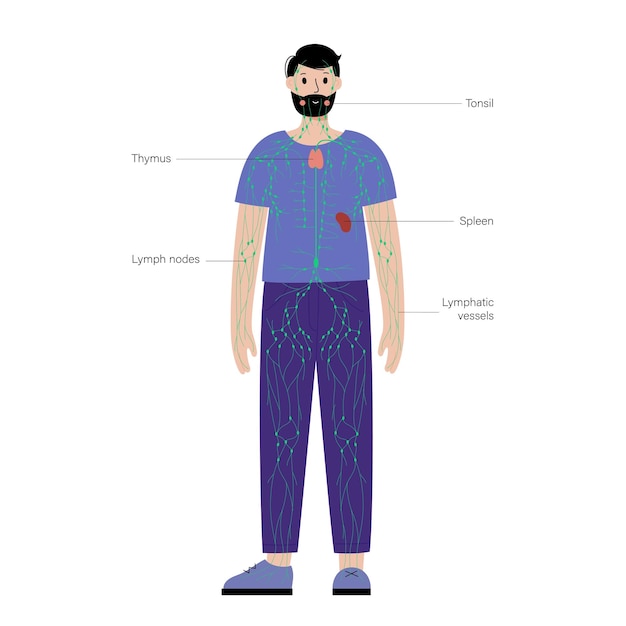 Système Lymphatique Dans Le Corps Humain