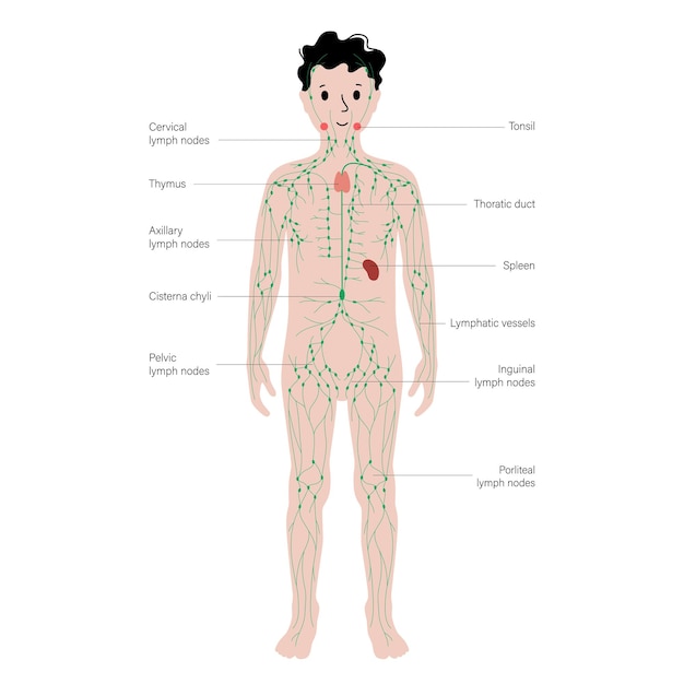 Vecteur système lymphatique dans le corps humain