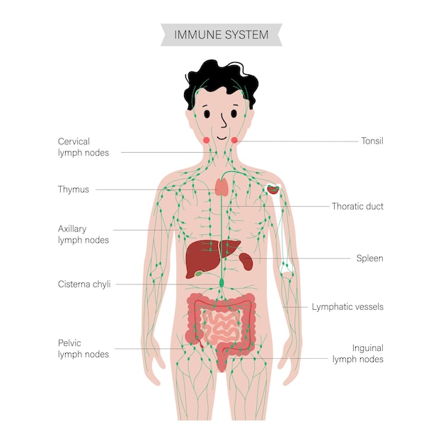 Système Lymphatique Dans Le Corps Humain