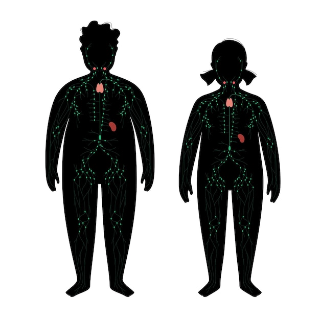 Système Lymphatique Dans Le Corps Obèse