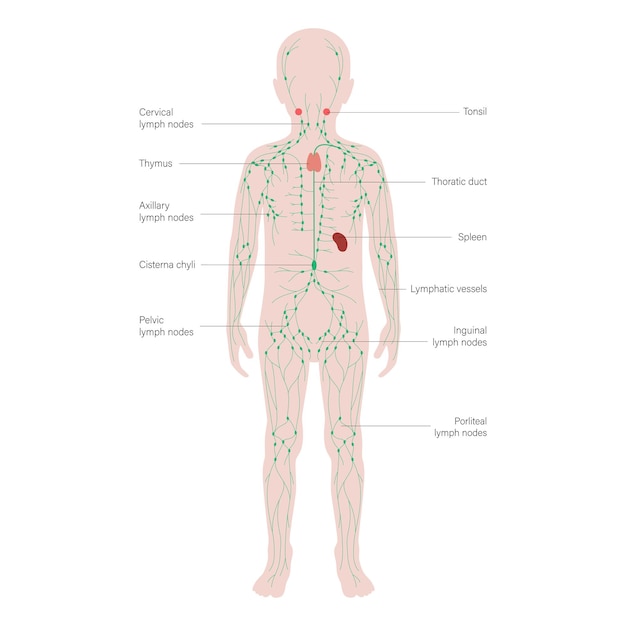 Vecteur système lymphatique