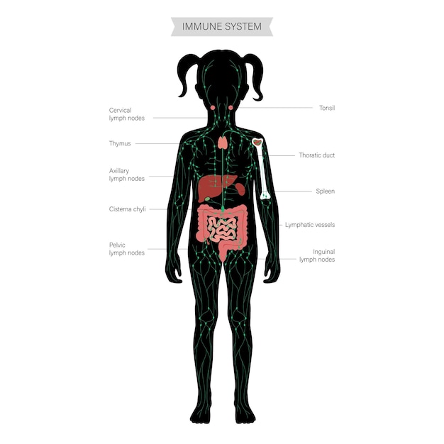 Système lymphatique