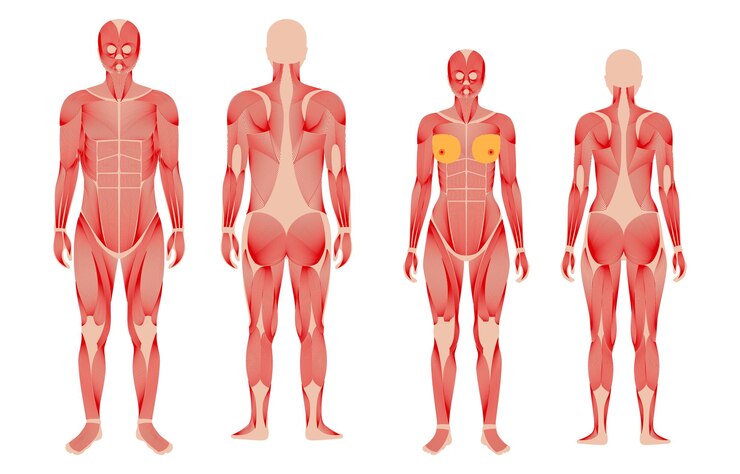 Vecteur système musculaire humain