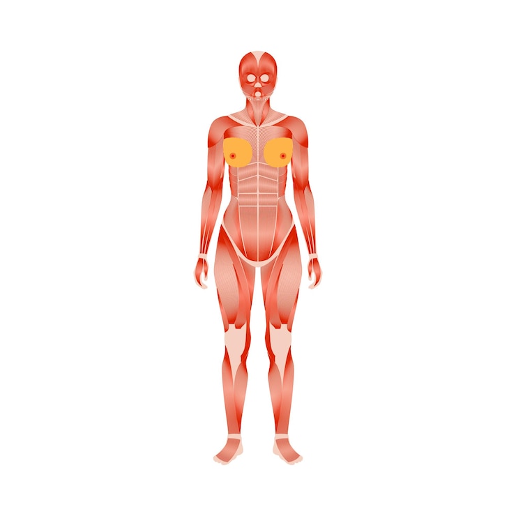 Vecteur système musculaire humain