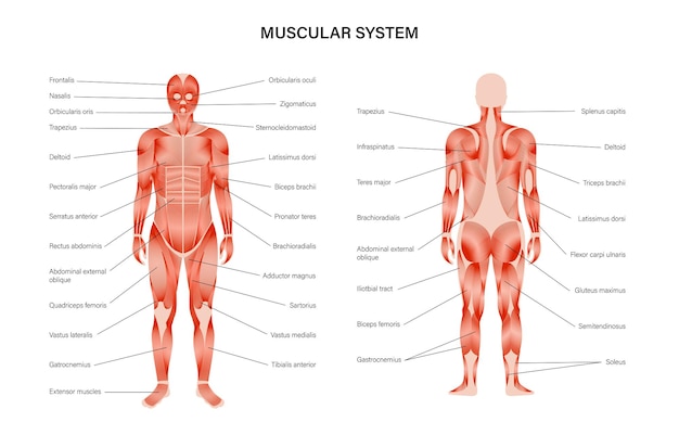 Système Musculaire Humain