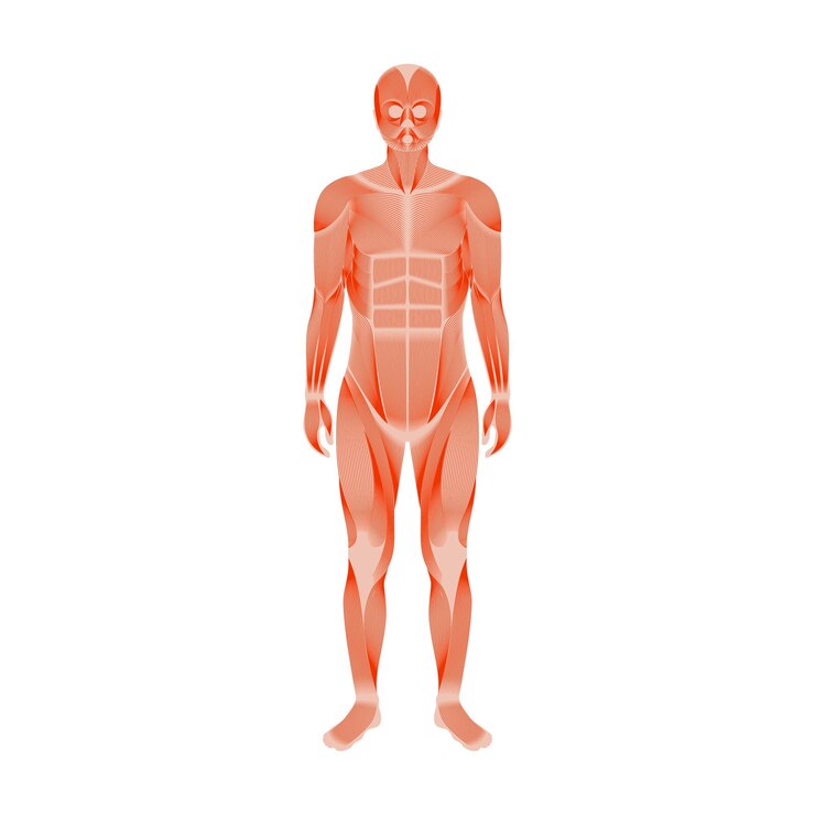 Vecteur système musculaire humain