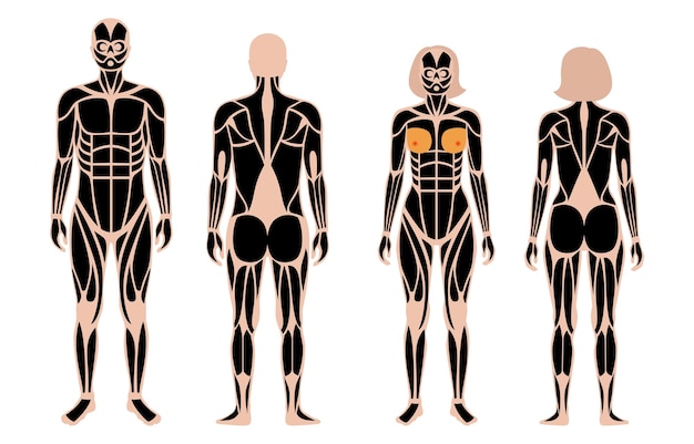 Système musculaire humain