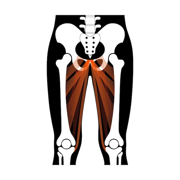 Vecteur système musculaire jambes