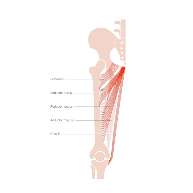 Système musculaire jambes