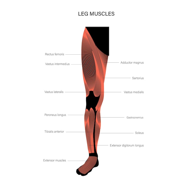 Vecteur système musculaire jambes