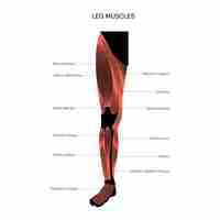 Vecteur système musculaire jambes