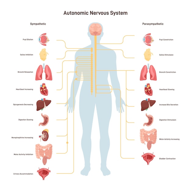 Vecteur système nerveux autonome humain sympathique et parasympathique