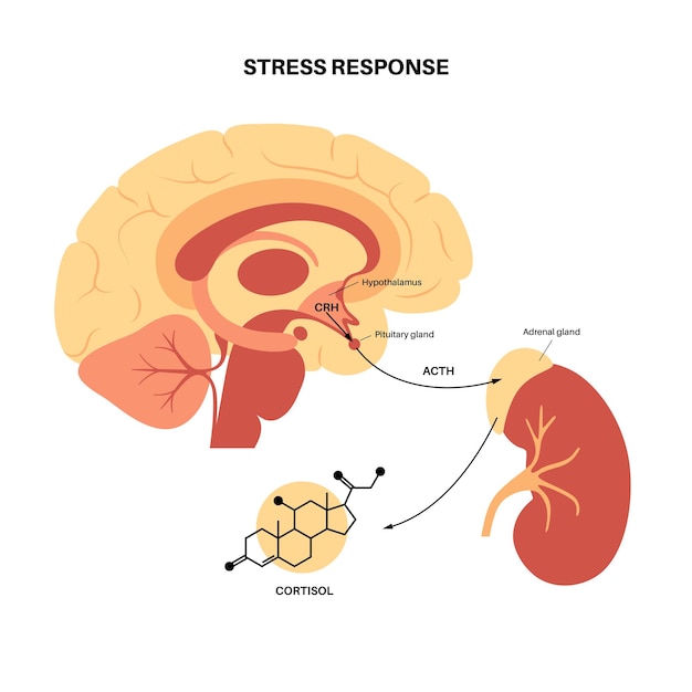 Vecteur système de réponse au stress. axe hypothalamo-hypophyso-surrénalien. concept de glandes surrénales et pituitaire