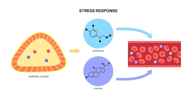 Vecteur système de réponse au stress. axe hypothalamo-hypophyso-surrénalien. concept de glandes surrénales et pituitaire