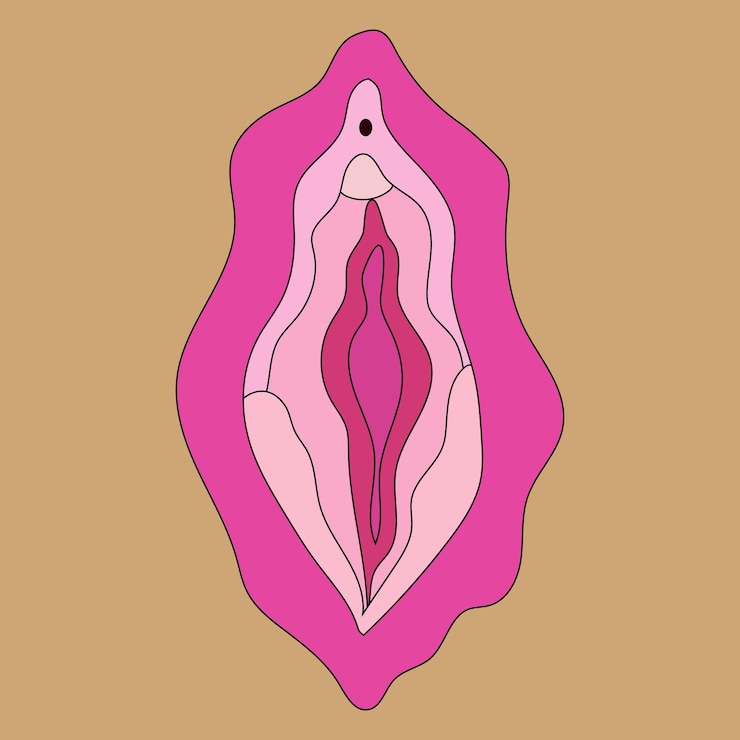 Vecteur système reproducteur féminin de beauté. illustrateur d'un vagin. vecteur