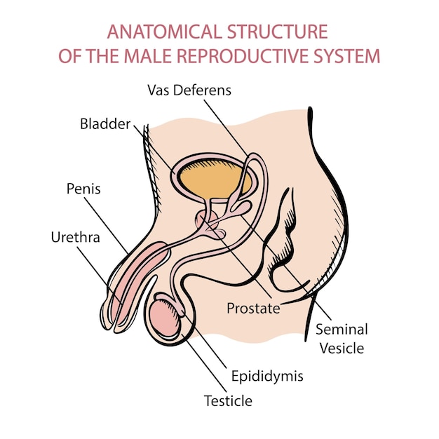 Vecteur système reproducteur mâle monochrome vecteur de l'éducation médicale