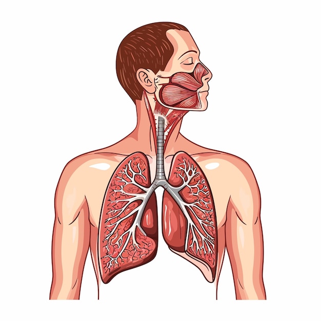 Vecteur système respiratoire humain vecteur illustration