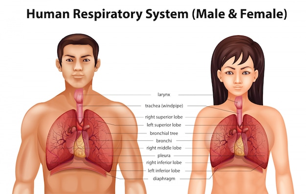 Système Respiratoire Humain