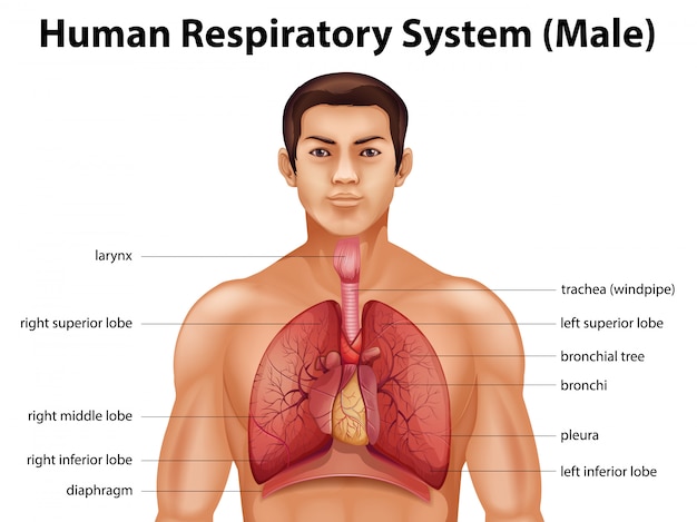 Système Respiratoire Humain