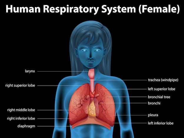 Vecteur système respiratoire humain