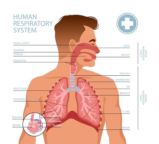 Vecteur système respiratoire humain.