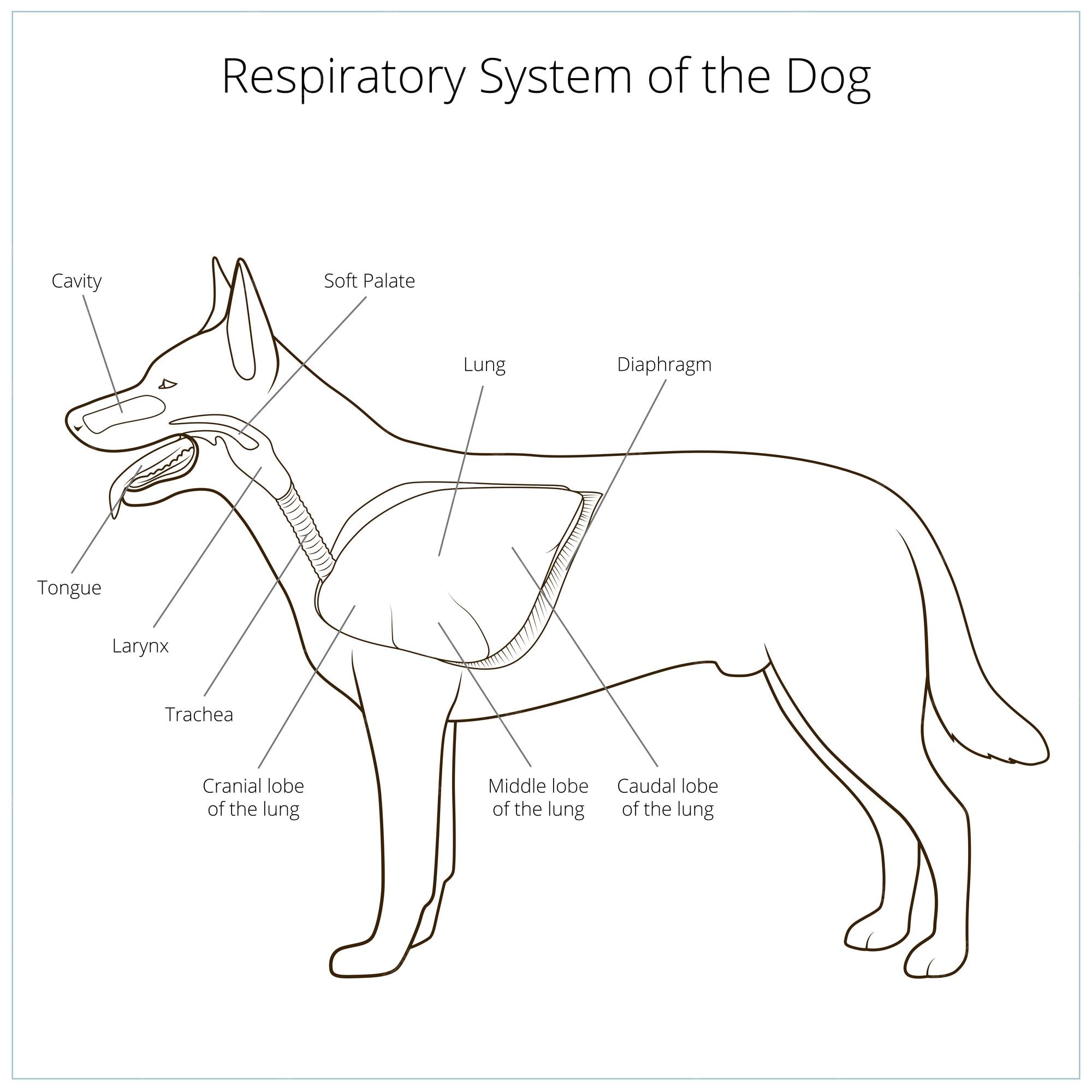 Système Respiratoire De L