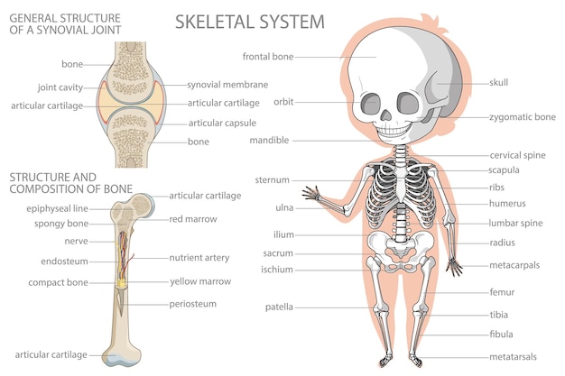 Vecteur système squelettique bannière d'éducation à la biologie pour les enfants illustration vectorielle colorée de dessin animé