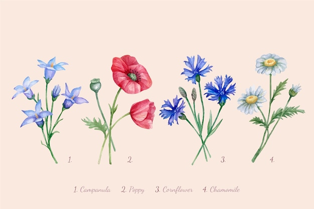 Tableau de fleurs botaniques aquarelle