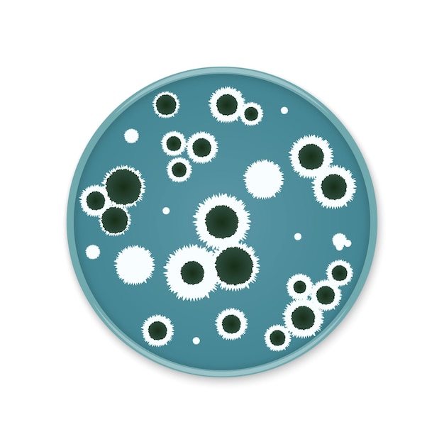 Taches de colonies de bactéries sur des plats ronds Champignon de moisissure microflore croissante