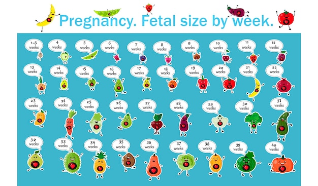 Taille Du Fœtus Par Semaine De Grossesse